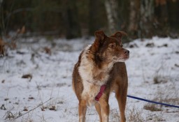 po latach w schronisku szuka domku - Martens