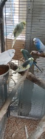 Papużki Faliste tęczowe bardzo ładnej dużej budowy - polecam-3