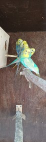 Papużki Faliste tęczowe bardzo ładnej dużej budowy - polecam-4