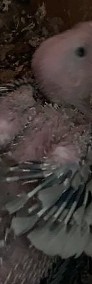 Kakadu para lęgowa -4