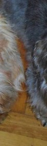 Savana piękna suczka rasy Dandie Dinmont Terrier-3