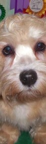 Savana piękna suczka rasy Dandie Dinmont Terrier-4