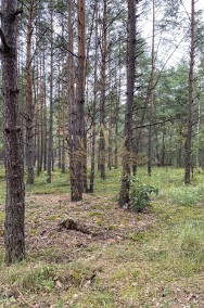 Wyjątkowa działka w sercu lasu-2