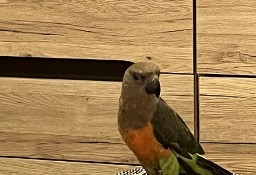 Papuga - Afrykanka  