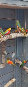 Papugi łąkówki turkusowe -3