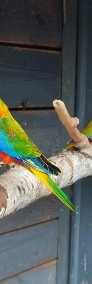 Papugi łąkówki turkusowe -4