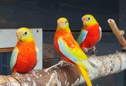 Papugi łąkówki turkusowe 