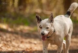 Piękny i kochany Nord do adopcji!