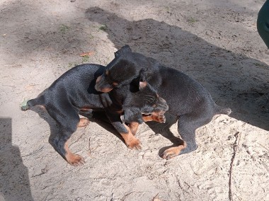 Oddam pieska i suczke rasy doberman-1