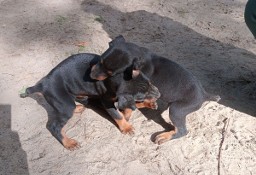 Oddam pieska i suczke rasy doberman