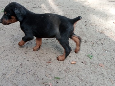 Oddam pieska i suczke rasy doberman-2