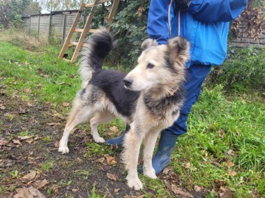 Przyjazny FOREST - mix husky i collie szuka domu !! Do adopcji !!-1