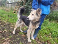 Przyjazny FOREST - mix husky i collie szuka domu !! Do adopcji !!