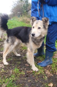 Przyjazny FOREST - mix husky i collie szuka domu !! Do adopcji !!-2