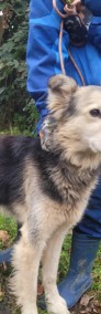 Przyjazny FOREST - mix husky i collie szuka domu !! Do adopcji !!-4