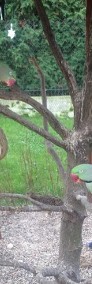 Woliera ogrodowa ozdobna wraz z papugami-4