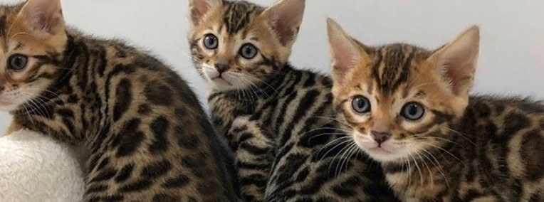 Kocięta Bengal Cats whataspp (+34 622 18 50 90)-1