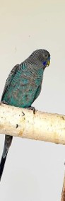 Papużka falista blackface młode do oswojenia jak i dojrzałe do lęgów -4