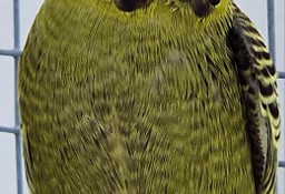 Papużka falista blackface młode do oswojenia jak i dojrzałe do lęgów 