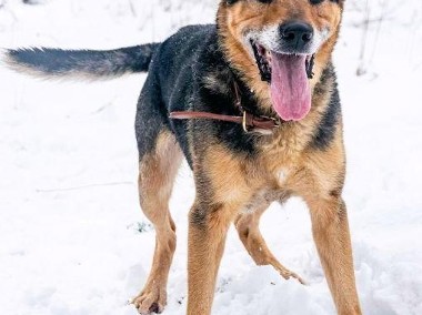 BRUTUS - cudowny psiak, zamknięty za kratami schroniska szuk-1