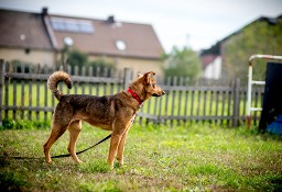 KROMKA - spójrz jaka kochana, chce być zaopiekowana!