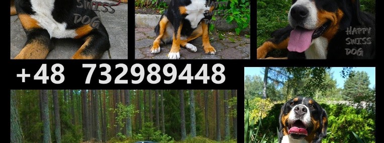 Duży Szwajcarski Pies Pasterski szczenięta szczeniaki szczeniak zapowiedź miotu-1