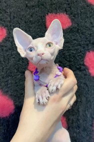 Nowy Miot (Biały Różnooki kocurek Odd Eyes Czarny rudy Niebieski • Sphynx Sfinks-2