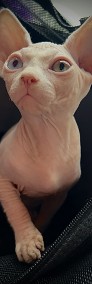 Nowy Miot (Biały Różnooki kocurek Odd Eyes Czarny rudy Niebieski • Sphynx Sfinks-4