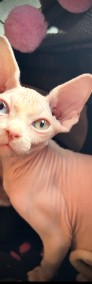 Nowy Miot (Biały Różnooki kocurek Odd Eyes Czarny rudy Niebieski • Sphynx Sfinks-3