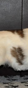 Mastif pirenejski szczenięta-4