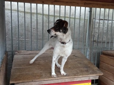 Codi oddany, niechciany. Piesek w typie Jack Russell Terrier-1