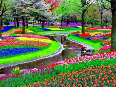 Ogrody Kwiatowe w Holandii – 5 dni-1