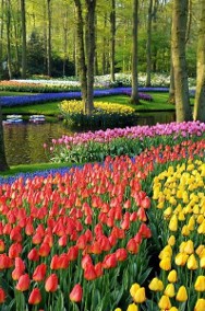 Ogrody Kwiatowe w Holandii – 5 dni-2