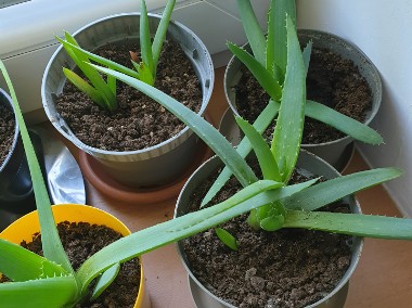 Aloes  roslina lecznicza -1