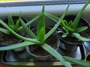 Aloes  roslina lecznicza -2