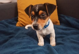 Jack Russell terrier 