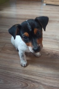 Jack Russell terrier -2