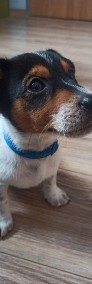 Jack Russell terrier -3