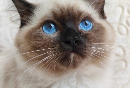 Kocięta Ragdoll 