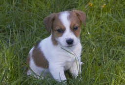 Jack Russell Terrier- szczenięta z rodowodem ZKwP (FCI)