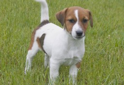 Jack Russell Terrier- szczenięta z rodowodem ZKwP (FCI)