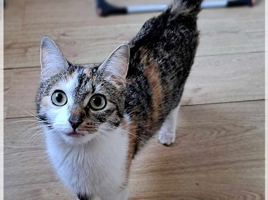 Sami - śliczna kotka o mądrym spojrzeniu-1