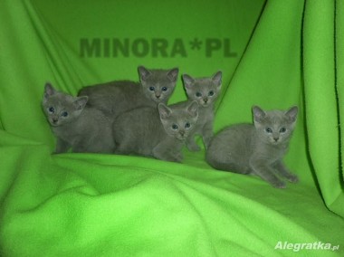 Kocięta Rosyjskie Niebieskie- Rodowodowe-1