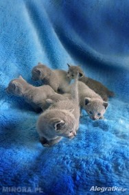 Kocięta Rosyjskie Niebieskie- Rodowodowe-2