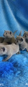 Kocięta Rosyjskie Niebieskie- Rodowodowe-3