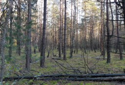 Działka leśna Kąty