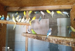 Papużki faliste 