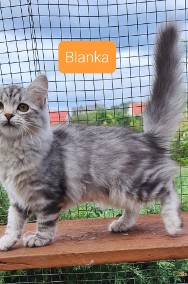 Piękna koteczka syberyjska Blanka-2