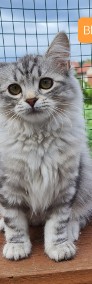 Piękna koteczka syberyjska Blanka-3