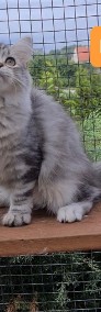 Piękna koteczka syberyjska Blanka-4